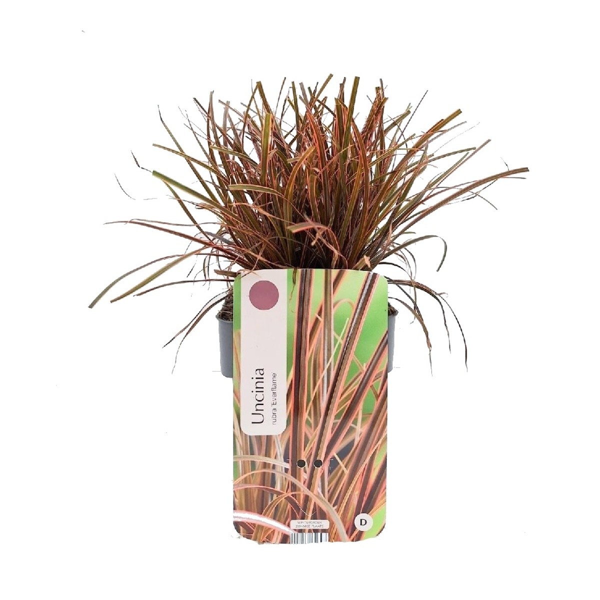 Traviny - Ohnivá tráva 'Everflame' květináč 2 litry