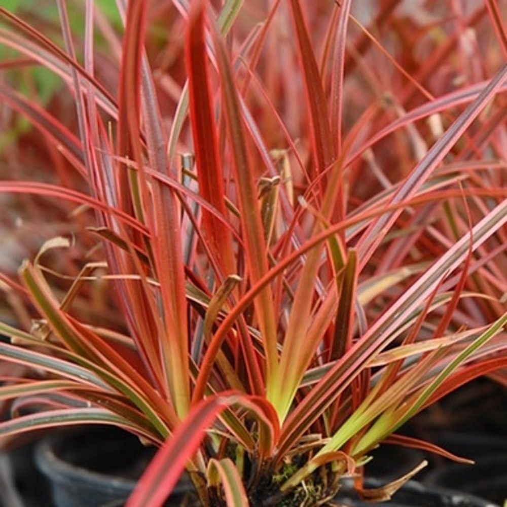 Ohnivá tráva 'Everflame' květináč 2 litry-0