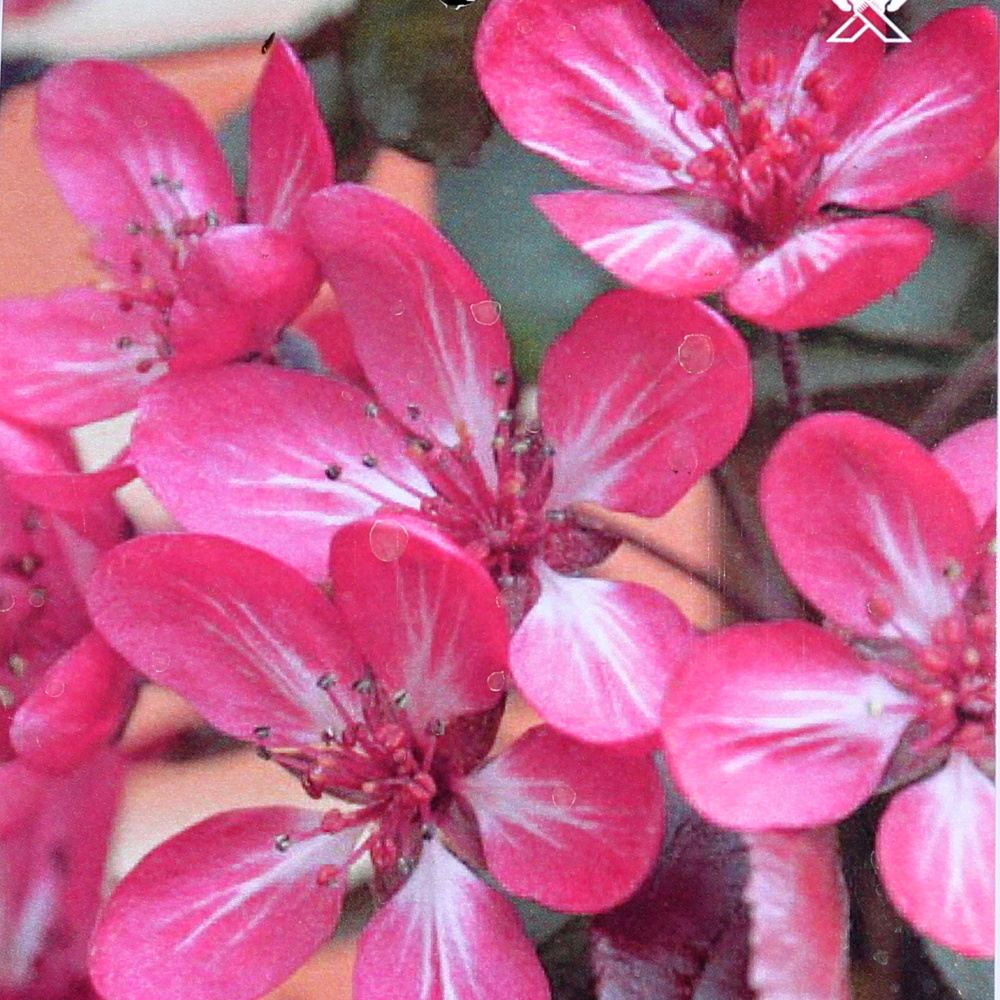 Listnaté stromky a stromy - Okrasná jabloň Aros kmínek 40cm, květináč 6 litrů