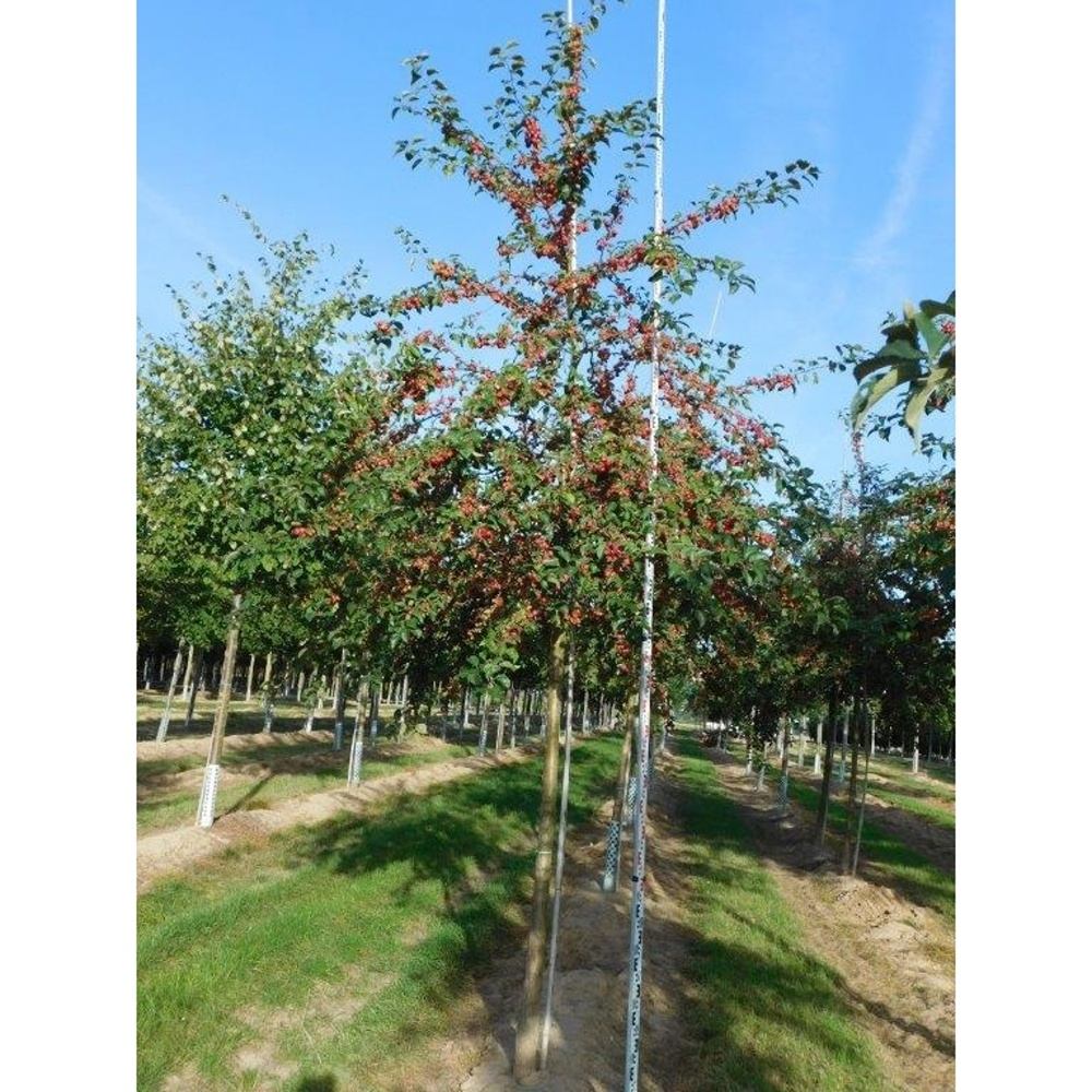 Soliterní stromy - Okrasná jabloň Evereste výška kmene 225cm, zemní bal