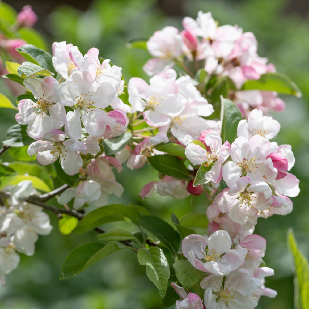 Okrasná jabloň Evereste výška kmene 225cm, zemní bal-0