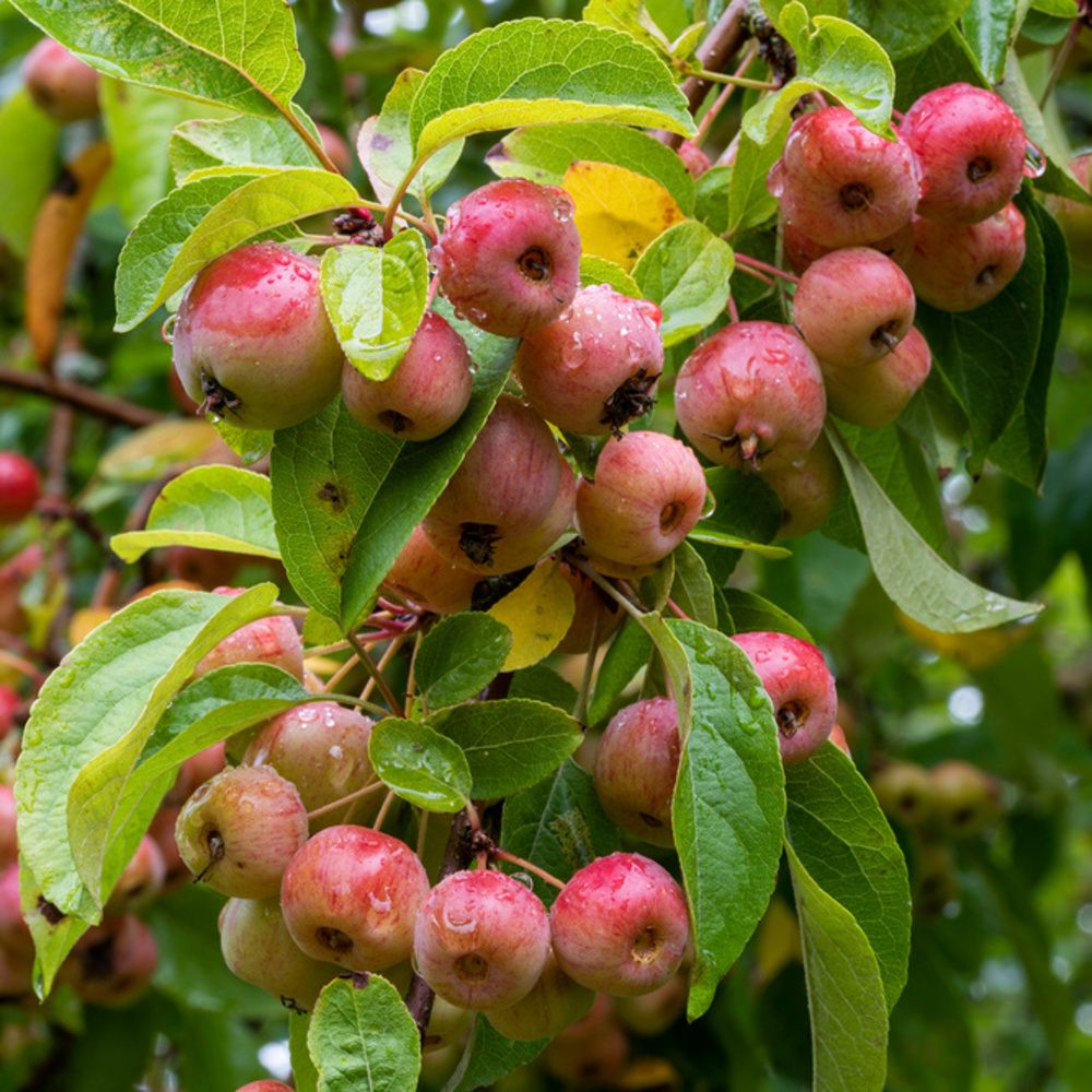 Okrasná jabloň Evereste výška kmene 225cm, zemní bal-1