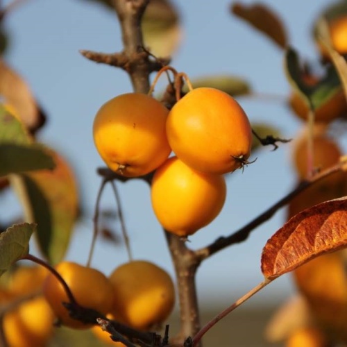 Keře okrasné květem - Okrasná jabloň 'Golden Hornet' květináč 7,5 litru, výška 80/100cm, keř