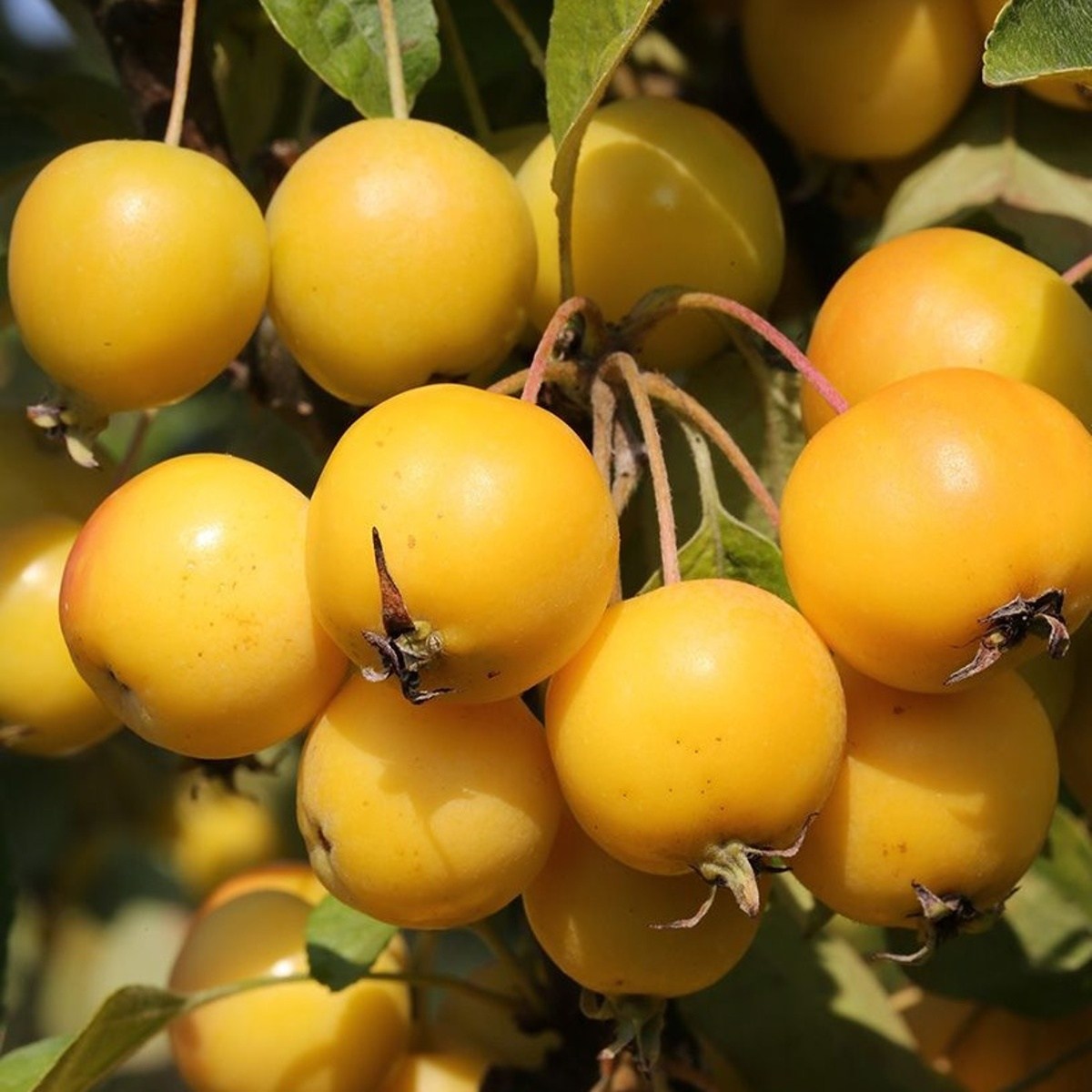 Keře okrasné květem - Okrasná jabloň Golden Hornet výška 125/150cm, květináč 16,5 litru