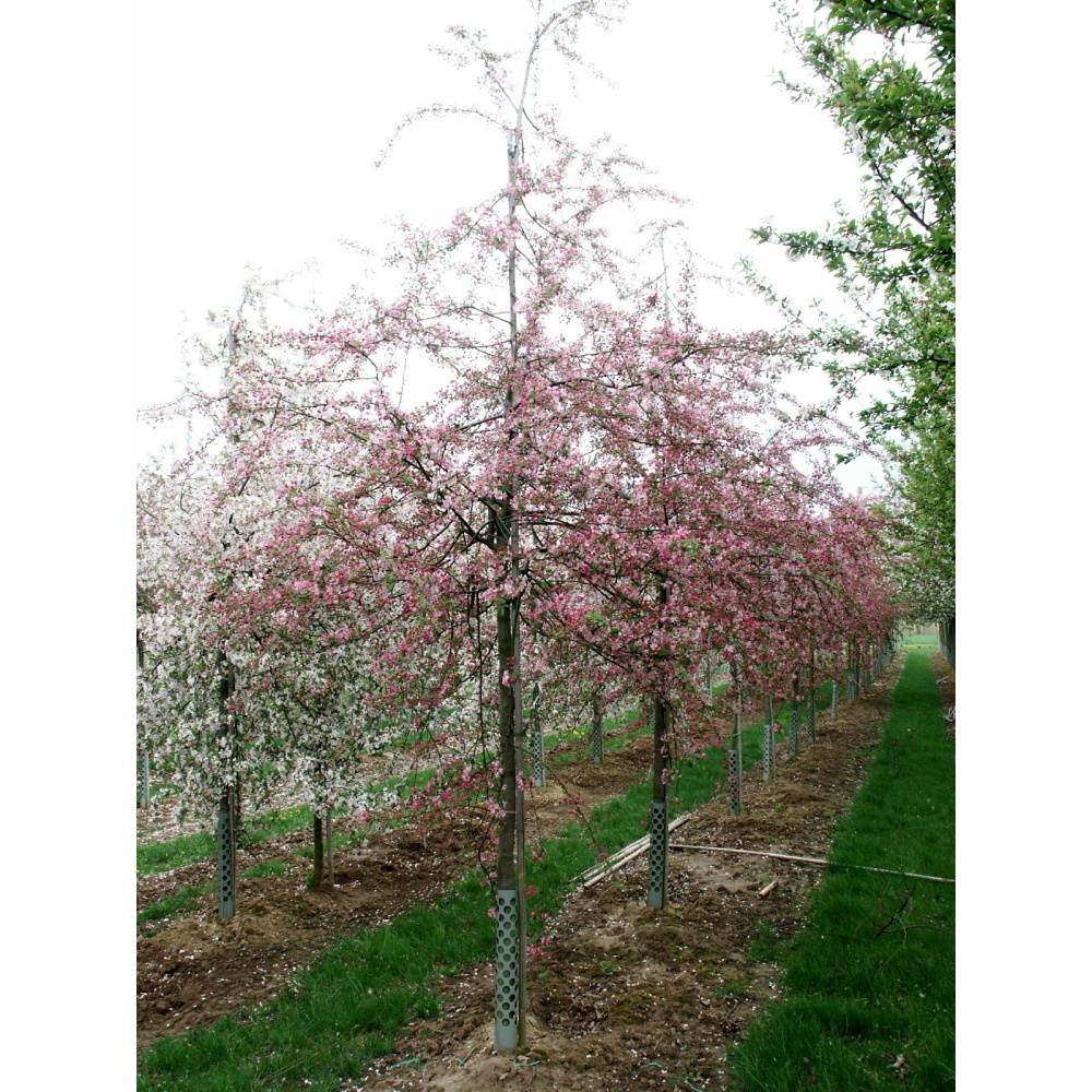 Soliterní stromy - Okrasná jabloň Hillieri výška kmene 225cm, zemní bal