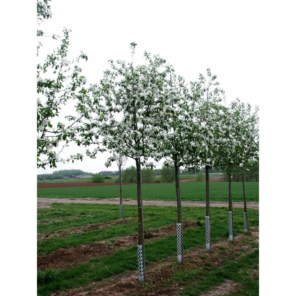 Soliterní stromy - Okrasná jabloň John Downie výška kmene 225cm, zemní bal