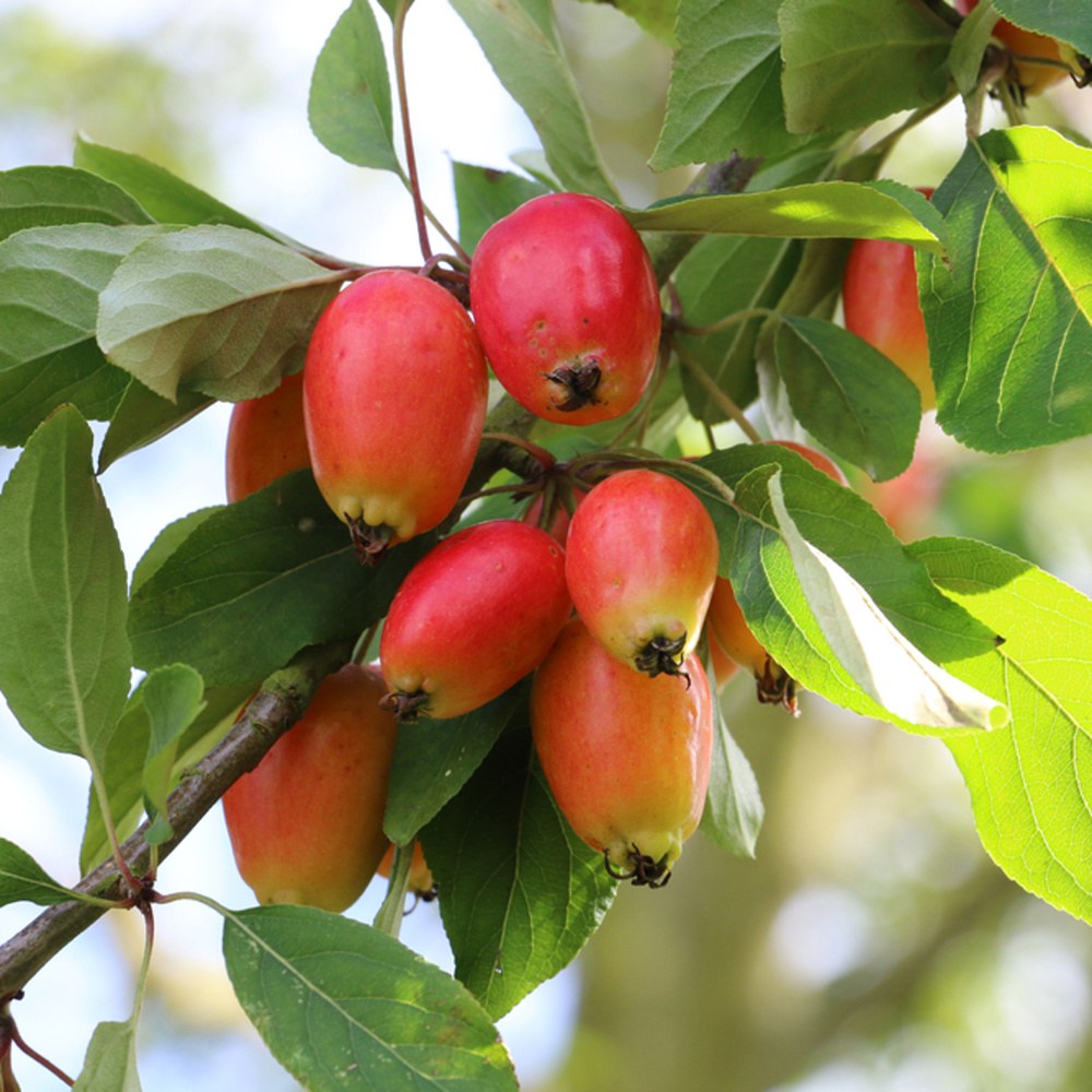 Okrasná jabloň John Downie výška kmene 225cm, zemní bal-0