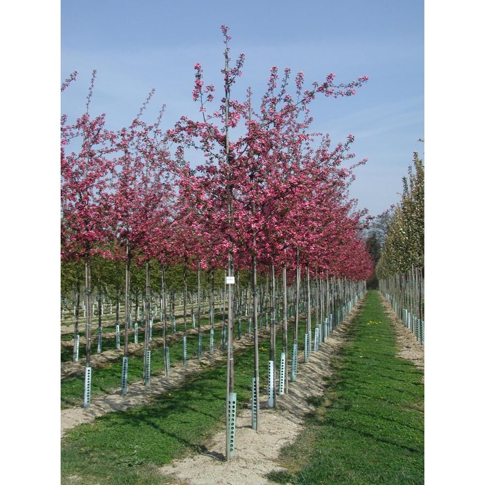 Soliterní stromy - Okrasná jabloň Makamik výška kmene 225cm, zemní bal