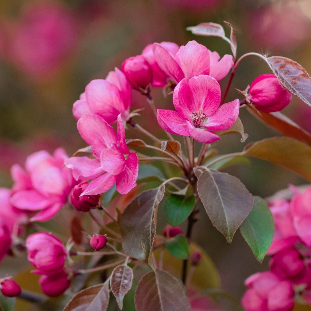 Okrasná jabloň Makamik výška kmene 225cm, zemní bal-0