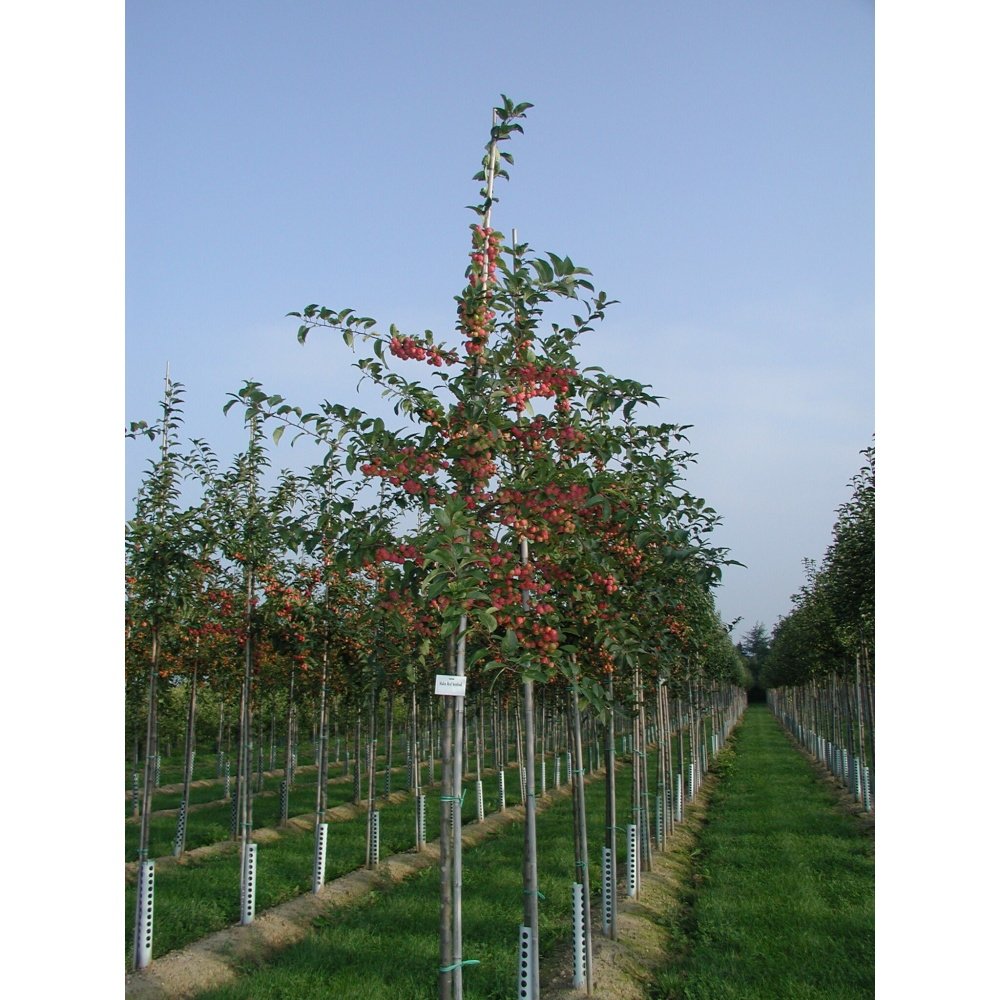 Soliterní stromy - Okrasná jabloň Red Sentinel výška kmene 225cm, zemní bal