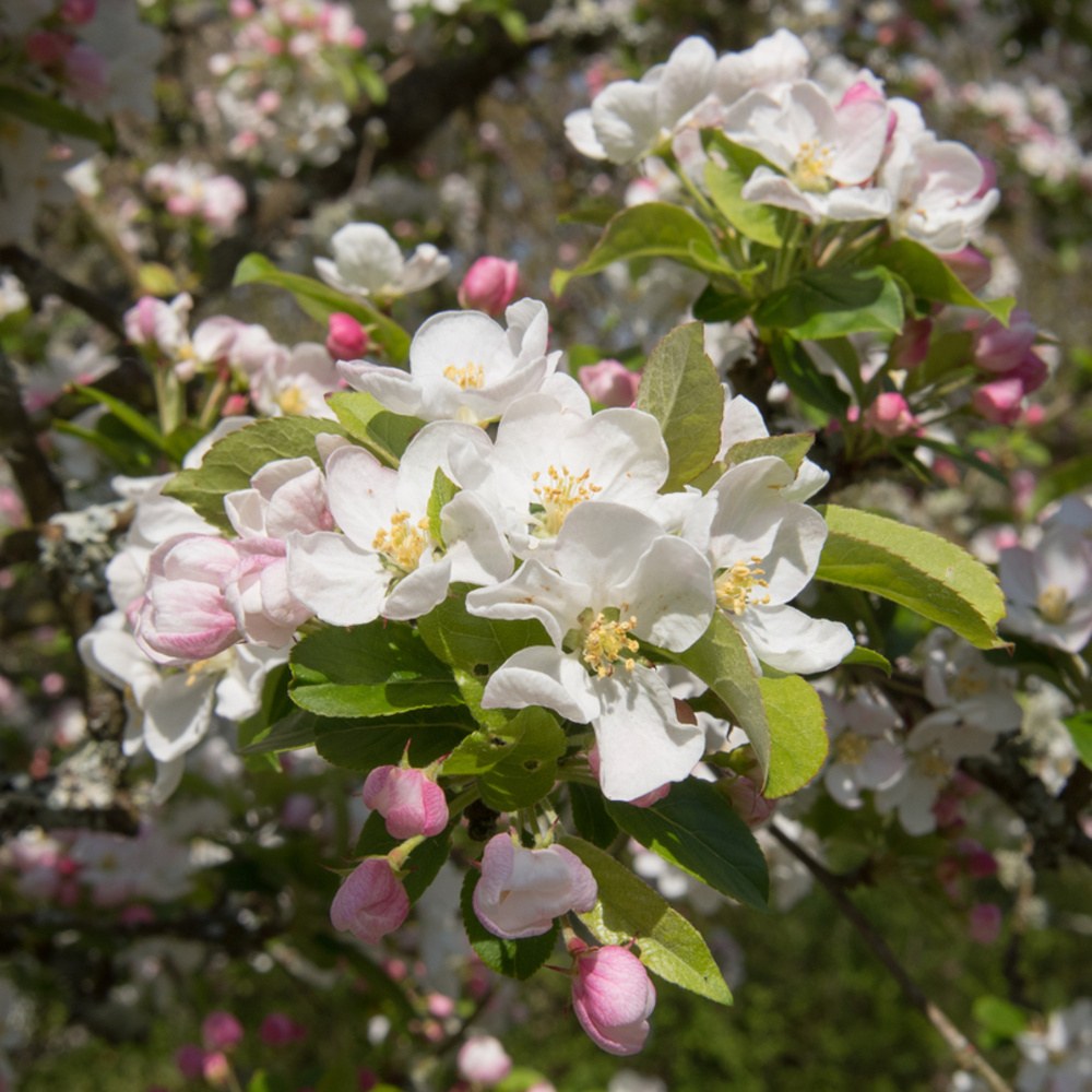 Okrasná jabloň Red Sentinel výška kmene 225cm, zemní bal-0