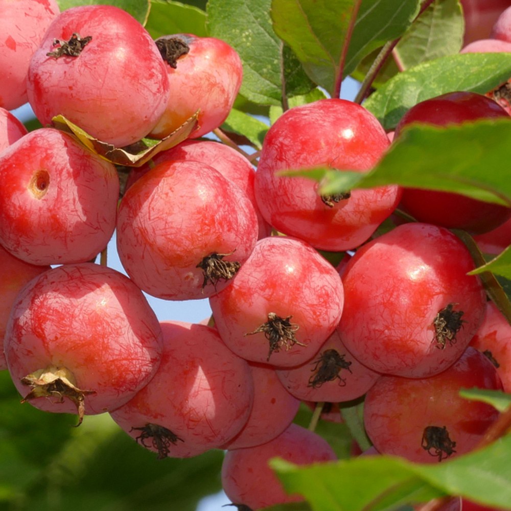 Okrasná jabloň Red Sentinel výška kmene 225cm, zemní bal-1