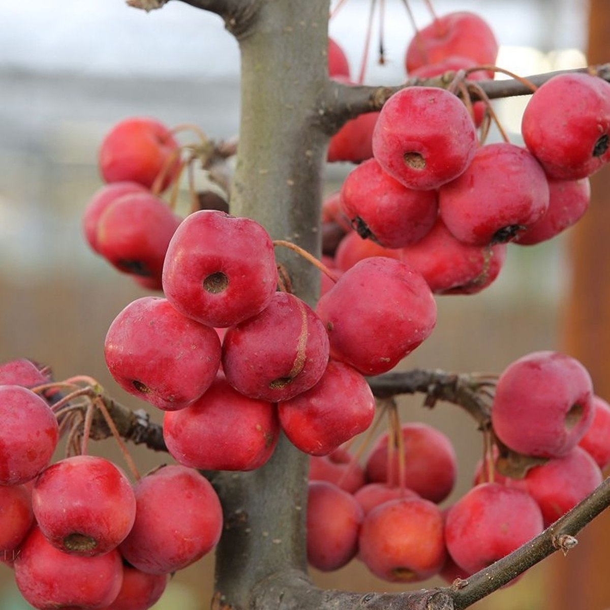 Keře okrasné květem - Okrasná jabloň Red Sentinel výška100/125cm, květináč 16,5 litru