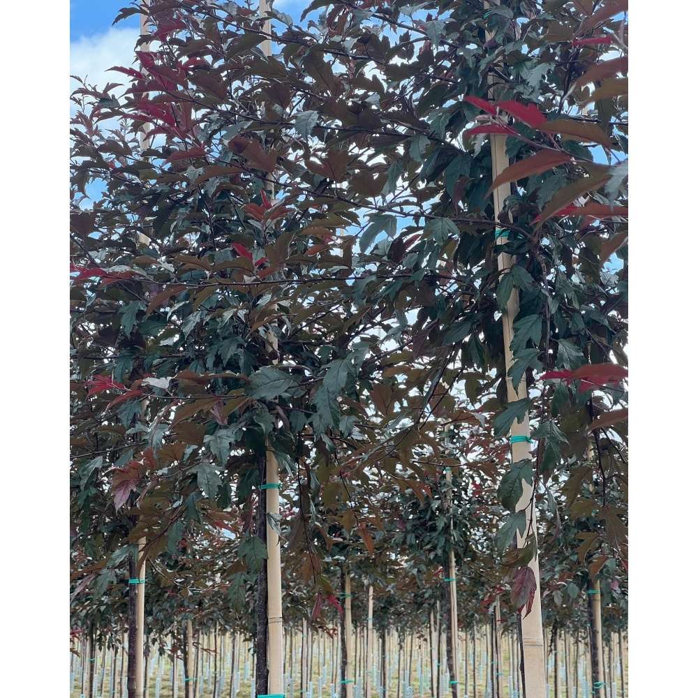 Soliterní stromy - Okrasná jabloň Royal Raindrops® výška kmene 225cm, zemní bal