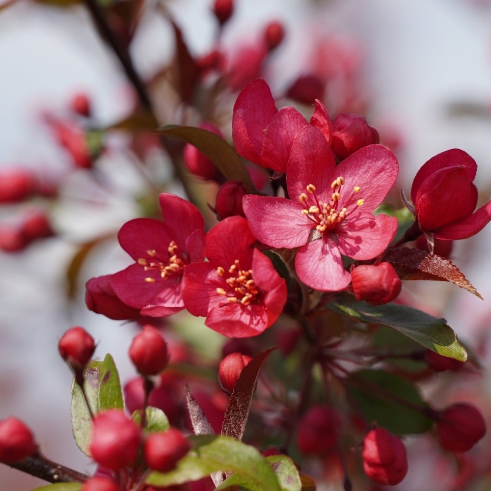 Okrasná jabloň Royal Raindrops® výška kmene 225cm, zemní bal-0