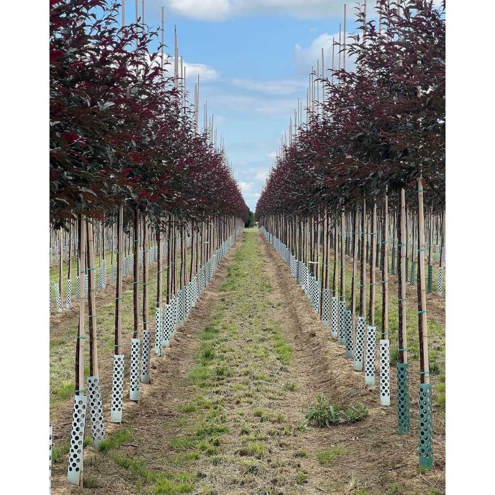 Okrasná jabloň Royal Raindrops® výška kmene 225cm, zemní bal-1