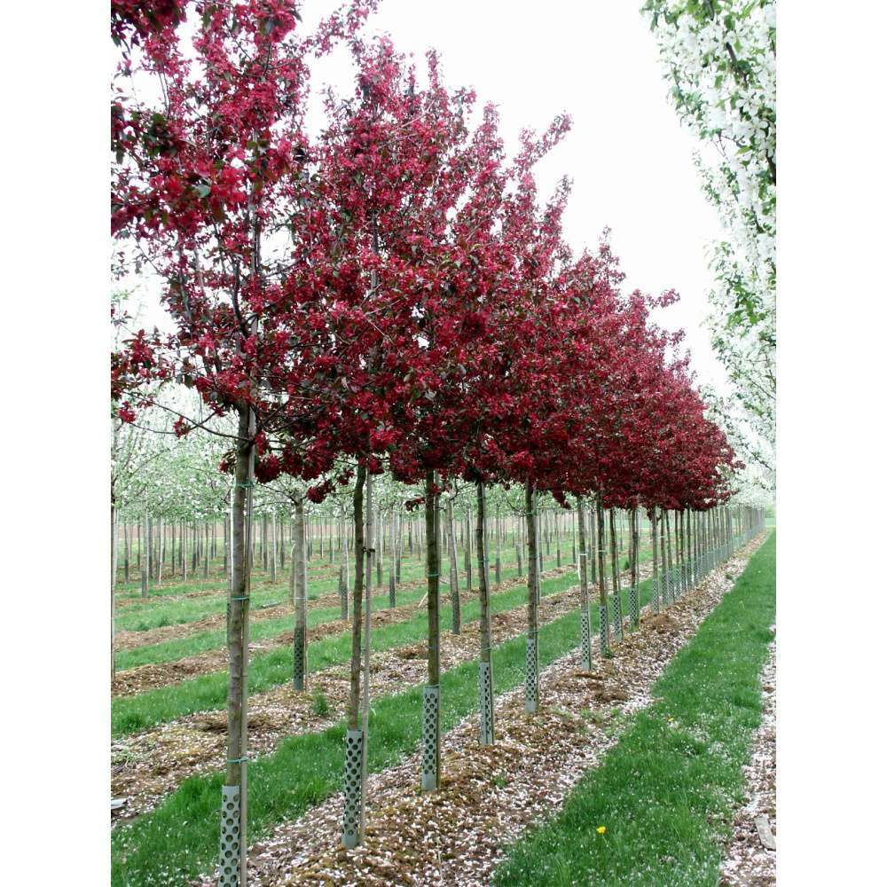 Soliterní stromy - Okrasná jabloň Royalty výška kmene 225cm, zemní bal