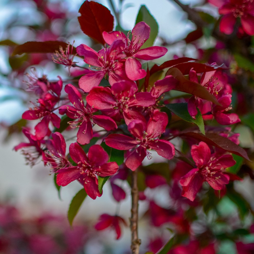 Okrasná jabloň Royalty výška kmene 225cm, zemní bal-0