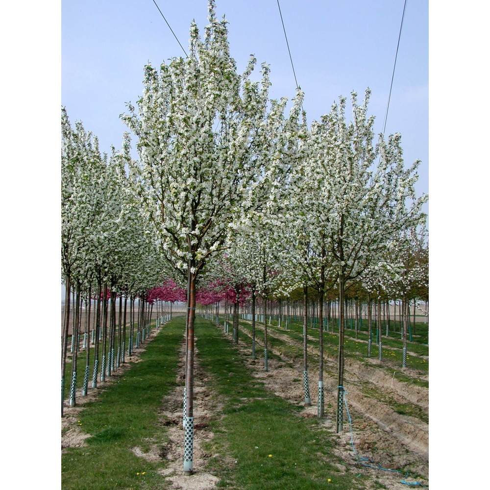 Soliterní stromy - Okrasná jabloň Street Parade výška kmene 225cm, zemní bal