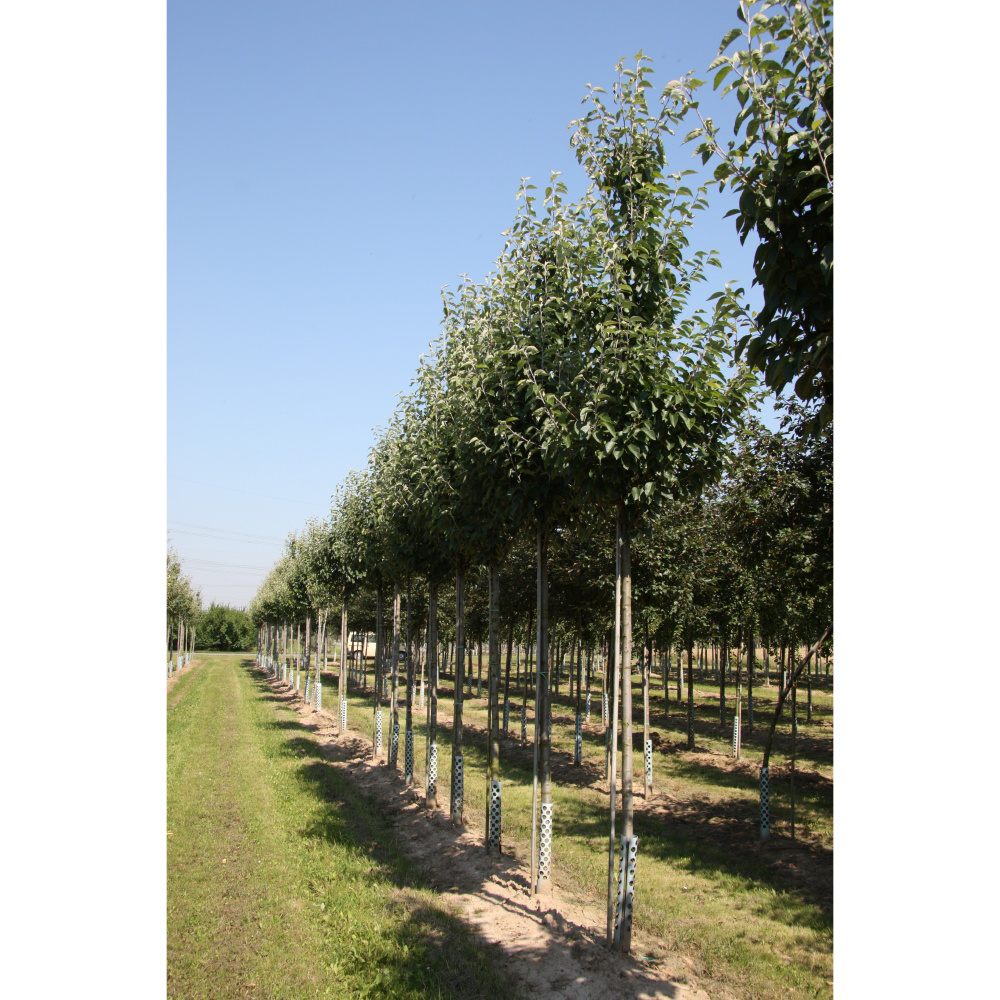 Soliterní stromy - Okrasná jabloň Tschonoskova výška kmene 225cm, zemní bal