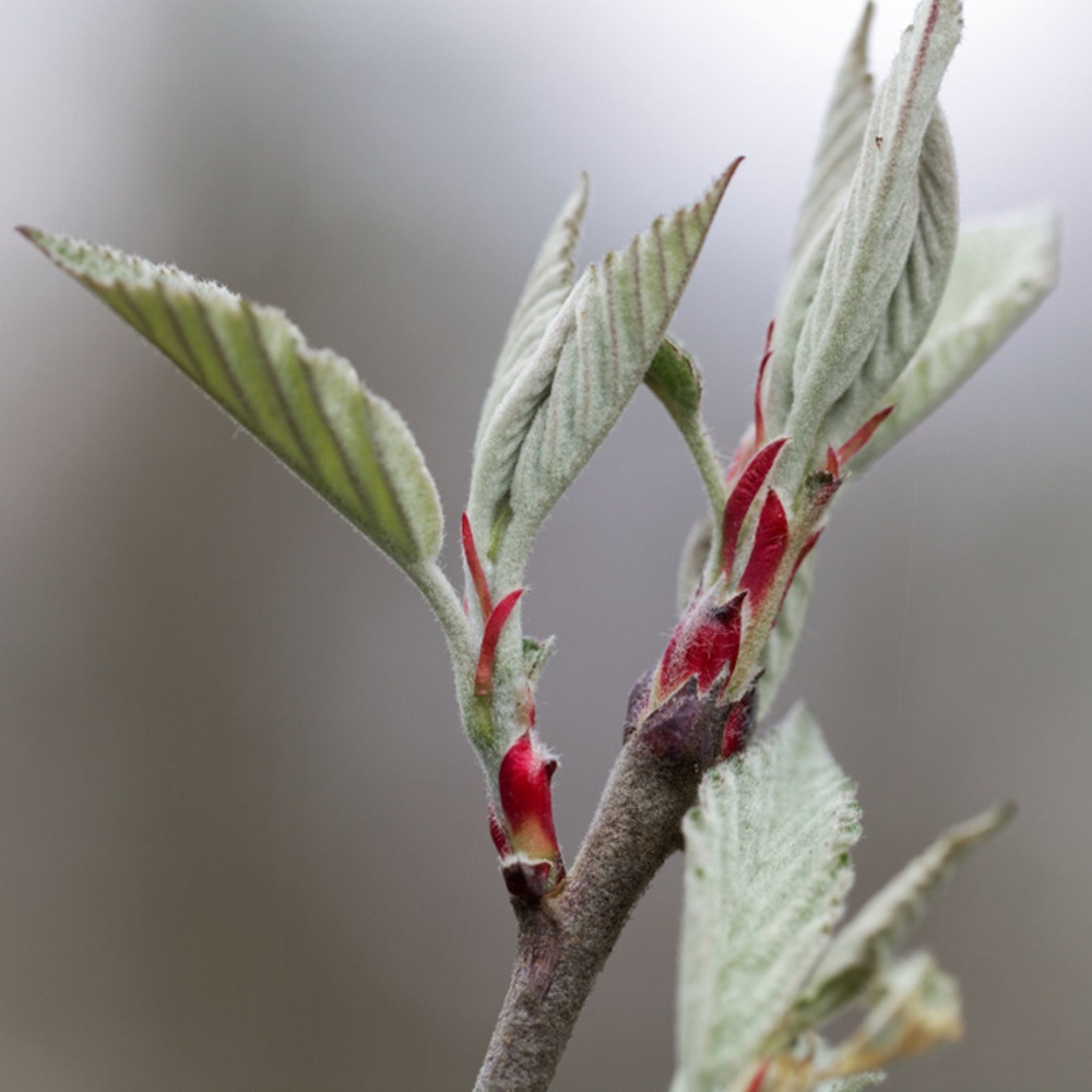 Okrasná jabloň Tschonoskova výška kmene 225cm, zemní bal-0