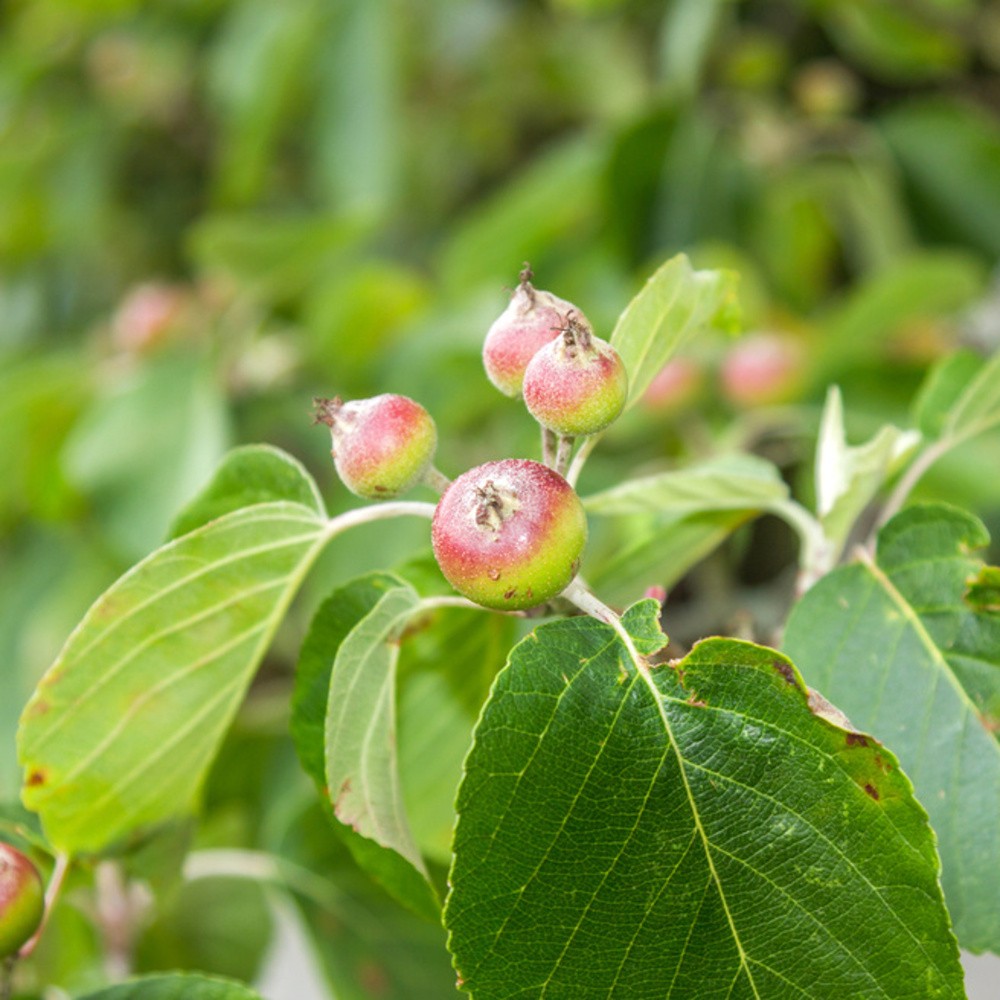 Okrasná jabloň Tschonoskova výška kmene 225cm, zemní bal-1