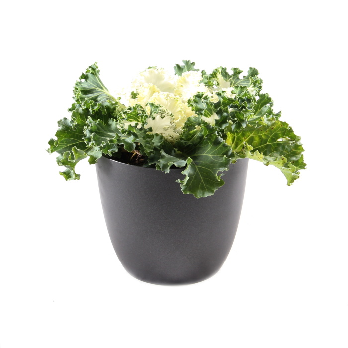 Rostliny - Okrasná kapusta květináči 12cm