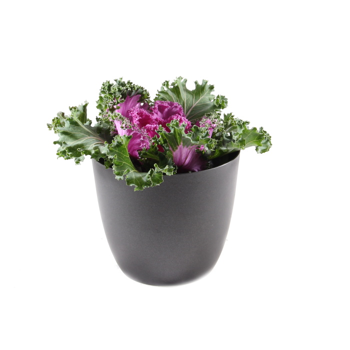 Okrasná kapusta květináči 12cm-0