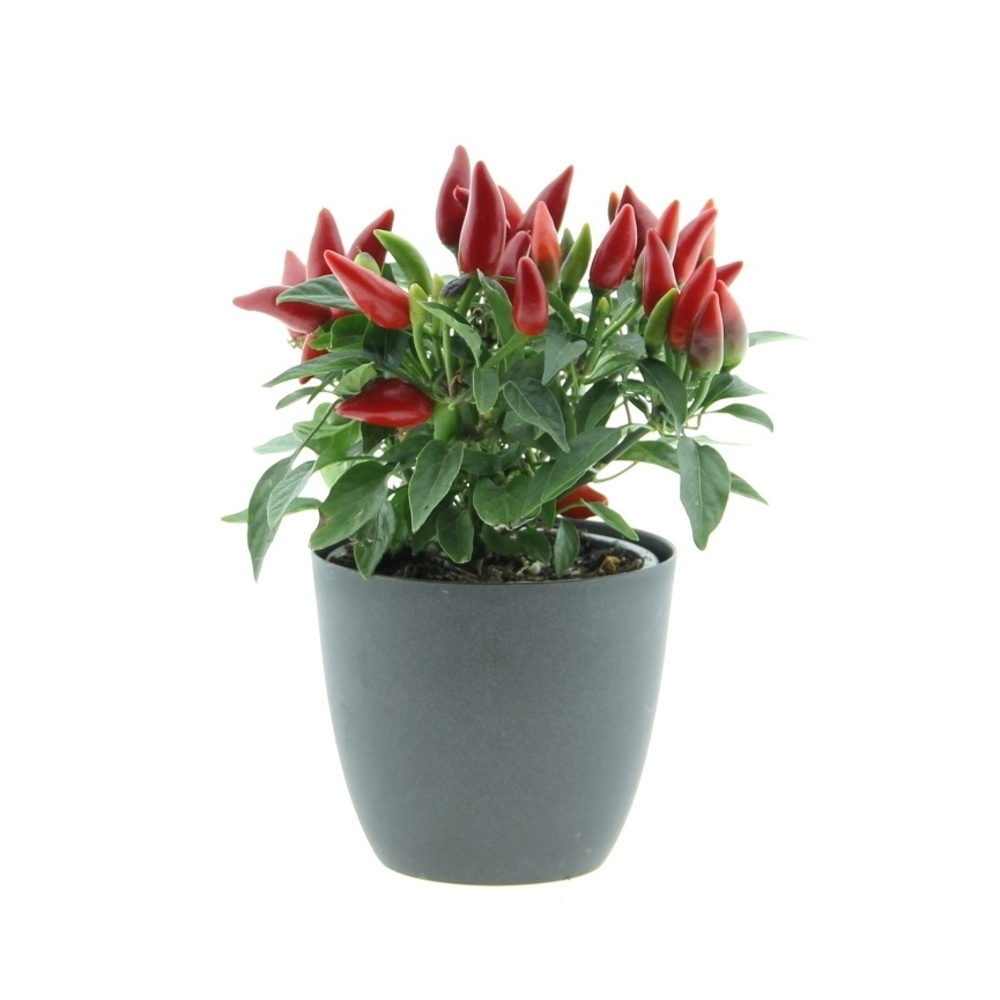Rostliny - Okrasná paprika květináč 10cm mix