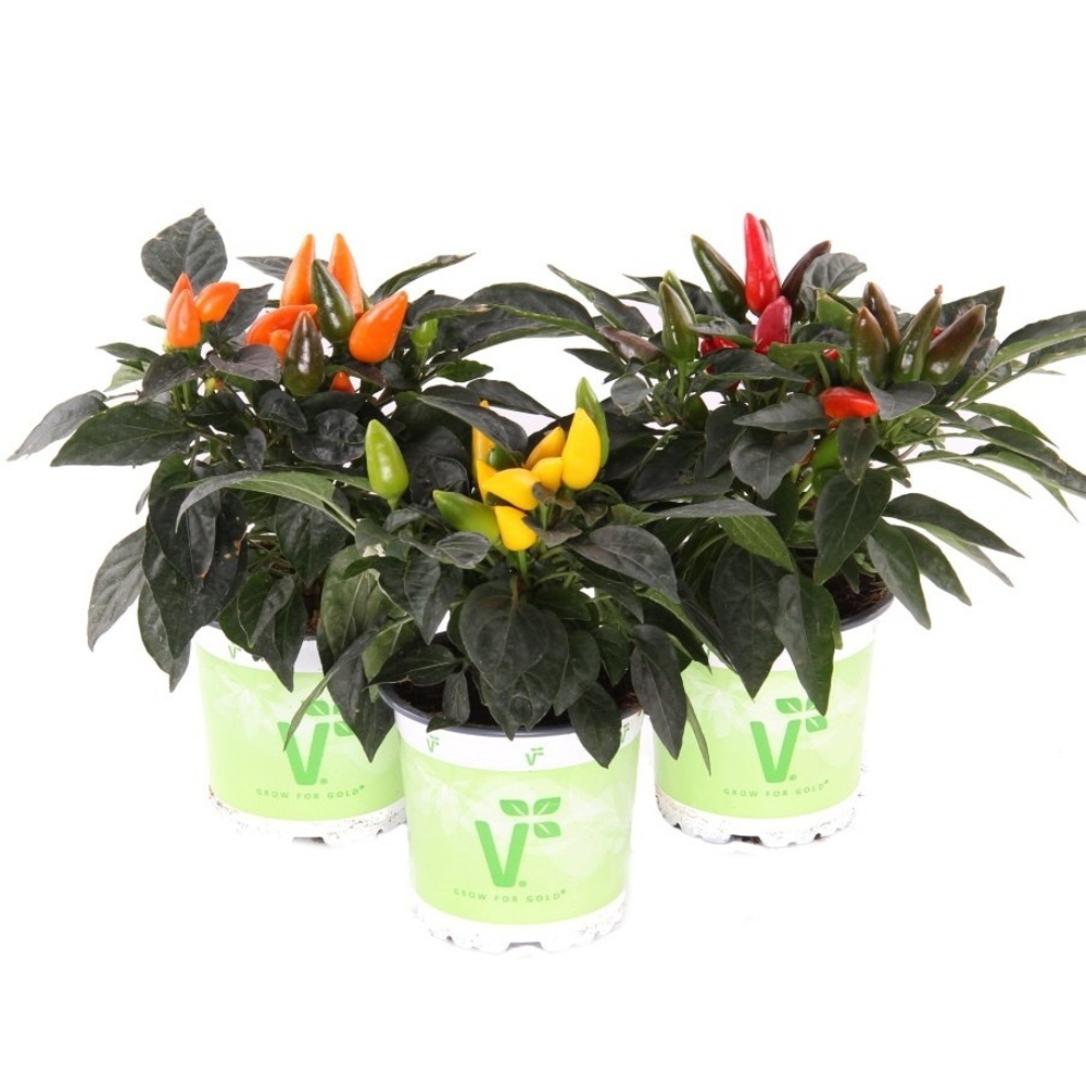 Okrasná paprika květináč 10cm mix-0