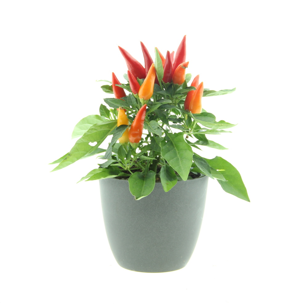 Okrasná paprika květináč 10cm mix-1