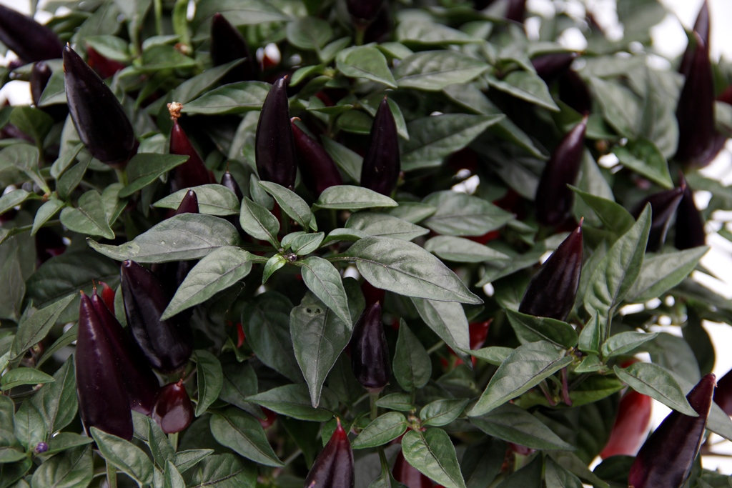 Balkonové květiny - Okrasná paprika v 17cm květináči