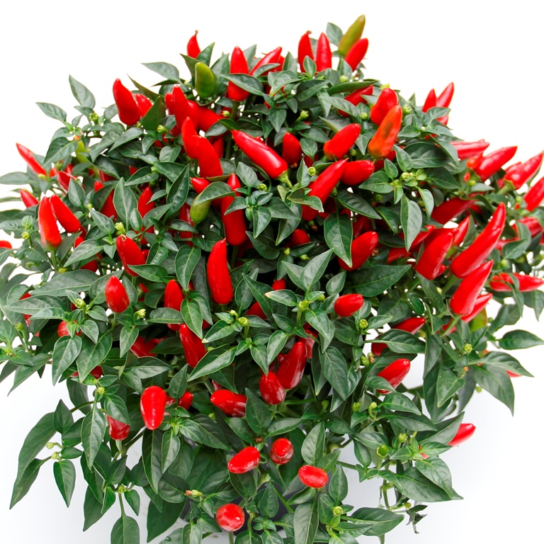 Okrasná paprika v 17cm květináči-0