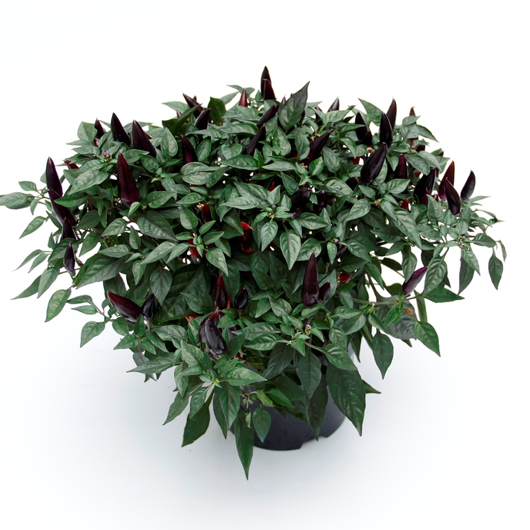 Okrasná paprika v 17cm květináči-1