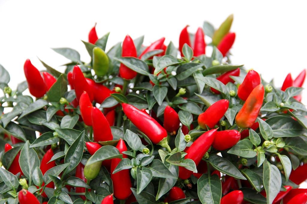 Okrasná paprika v 17cm květináči-2