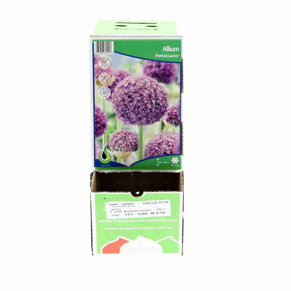 Okrasný česnek - Okrasný česnek 'Ambassador' 1ks