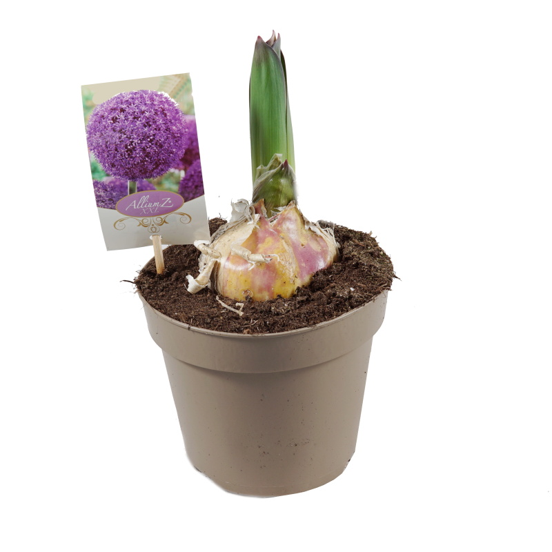 Rychlené cibuloviny - Okrasný česnek 'Ambassador' P17