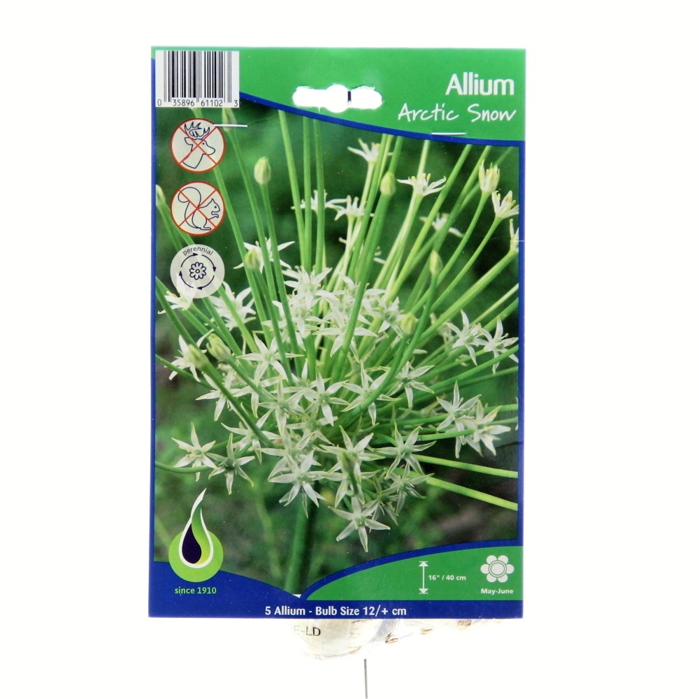 Okrasný česnek - Okrasný česnek 'Arctic Snow' 5ks