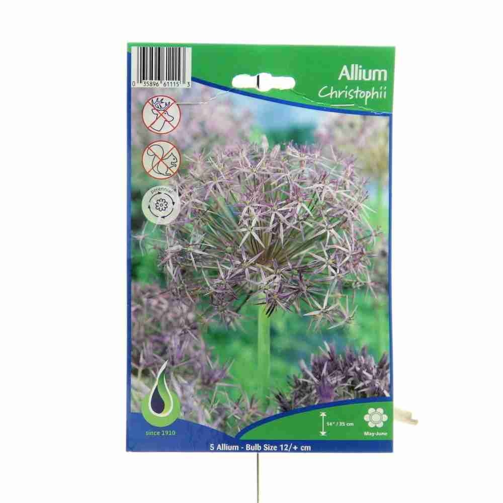 Okrasný česnek - Okrasný česnek Christophii 5ks