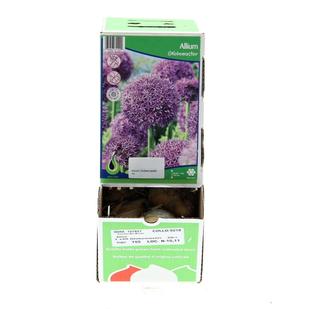 Okrasný česnek - Okrasný česnek Globemaster 1ks