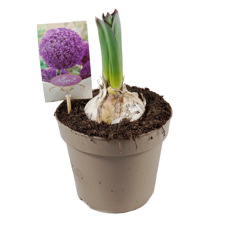 Rychlené cibuloviny - Okrasný česnek Globemaster P17