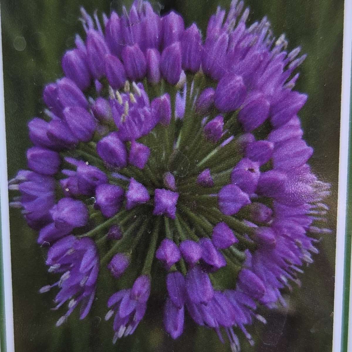 Na slunce - Okrasný česnek Millenium květináč 9cm