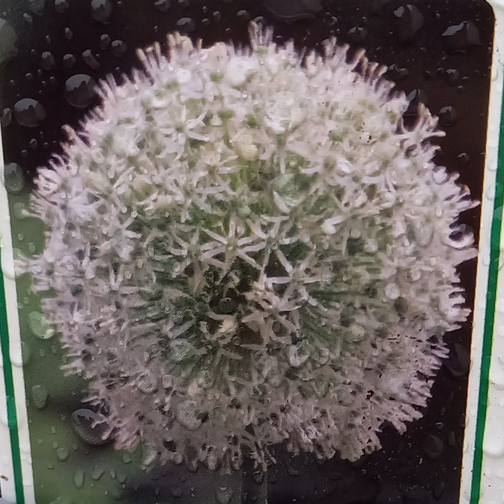 Na slunce - Okrasný česnek Mount Everest květináč 13cm