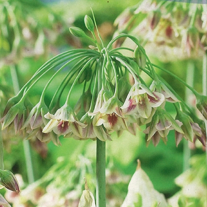 Okrasný česnek - Okrasný česnek 'Nectaroscordum' 5ks