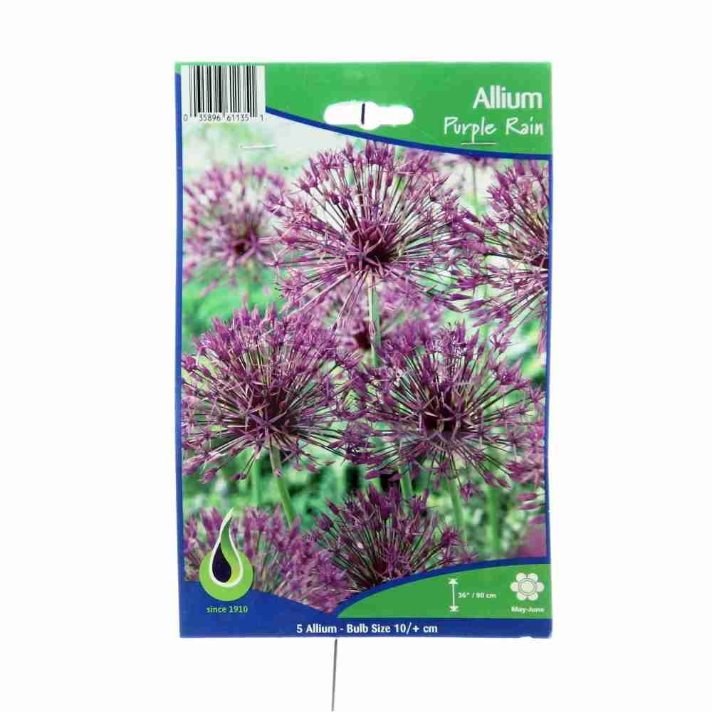 Okrasný česnek - Okrasný česnek Purple Rain 5ks