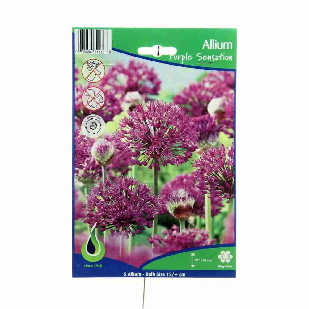 Okrasný česnek - Okrasný česnek Purple Sensation 5ks