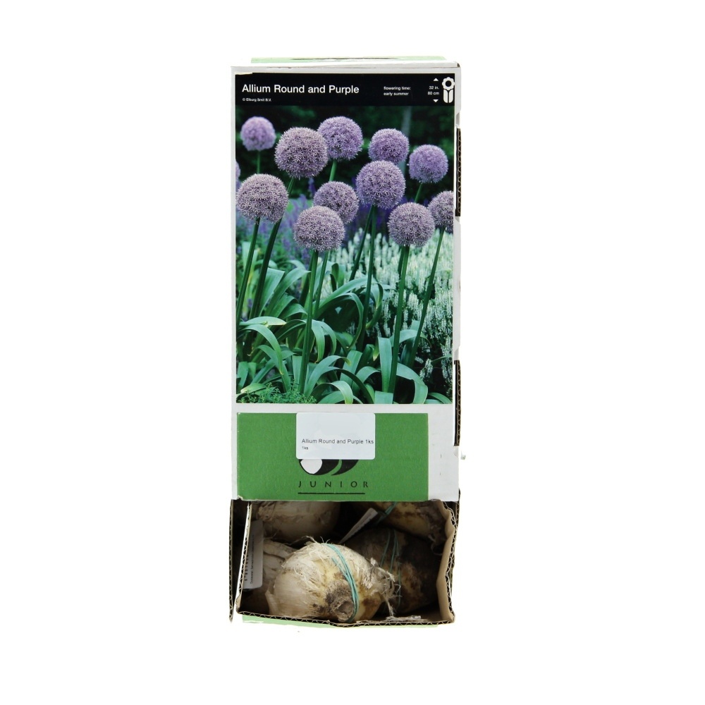 Okrasný česnek - Okrasný česnek 'Round and Purple' 1ks