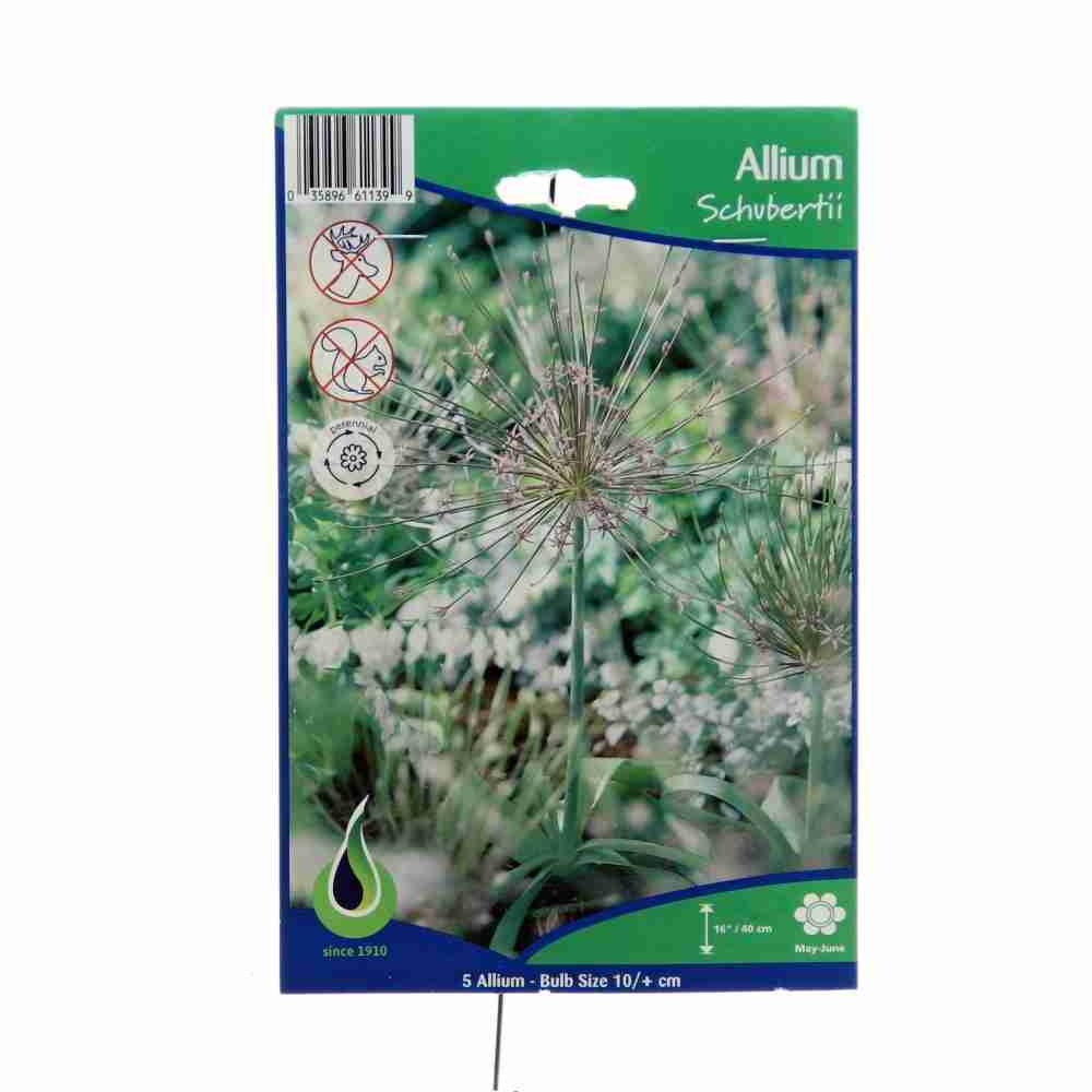 Okrasný česnek - Okrasný česnek 'Schubertii' 5ks