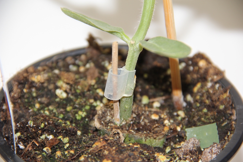 Okurka Dominica/Cyrano F1 hadovka roubovaná 12cm-1