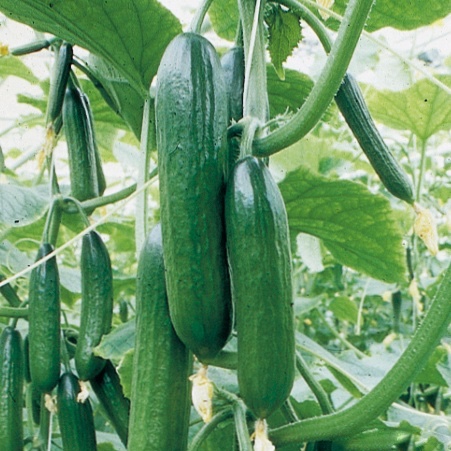 Roubovaná sadba - Okurka Gambit/Printo F1 mini hadovka roubovaná 12cm